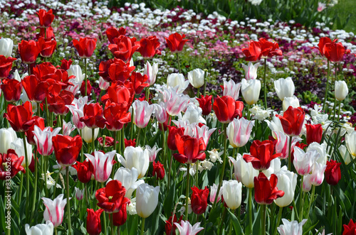Fototapeta tulipan krzew kwiat park
