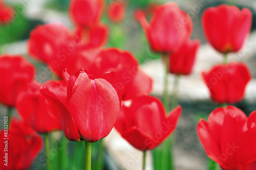 Obraz na płótnie red tulips