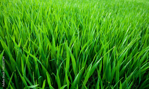 Naklejka trawa wzór natura rolnictwo