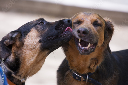 Obraz na płótnie miłość pies owczarek niemiecki całus wierność