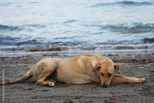 Fotoroleta ssak szczenię pies morze