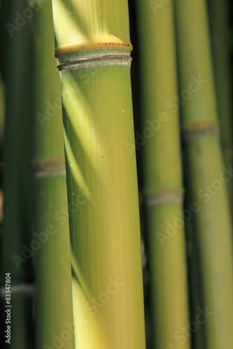 Fotoroleta azjatycki park bambus roślina tropikalny
