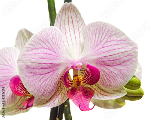 Plakat tropikalny egzotyczny fiołek orhidea