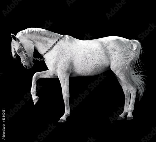 Fotoroleta koń zwierzę jeździectwo źrebak wyścig