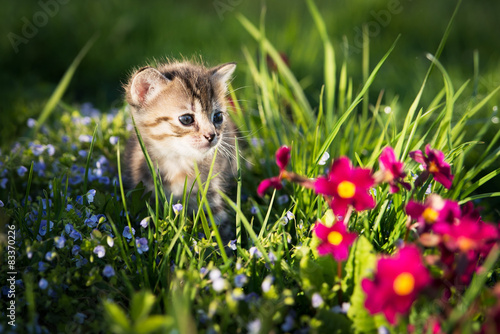 Obraz na płótnie Kociak w trawie i kwiatach