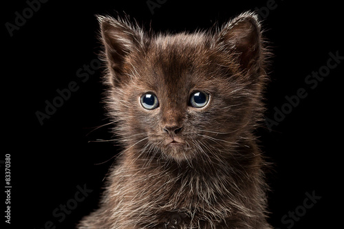 Fototapeta Czekoladowy kociak na czarnym tle