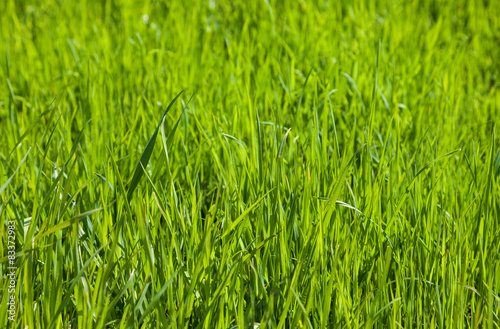 Fototapeta Green grass as background