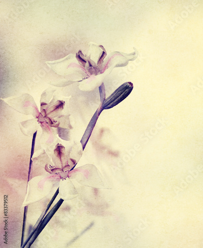 Fotoroleta natura kwiat vintage