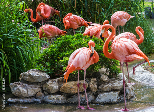 Plakat park egzotyczny ptak natura fauna