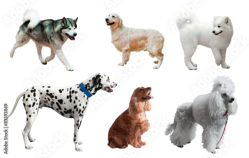 Plakat Gatunki psów