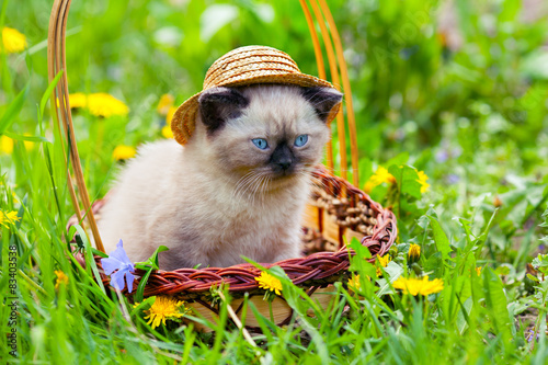 Fototapeta Kociak w słomkowym kapeluszu siedzi w koszyku
