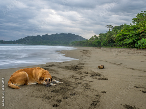 Naklejka morze plaża pies sen