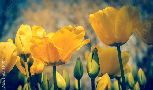 Naklejka tulipan natura miłość