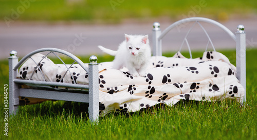 Obraz na płótnie Uroczy biały kot na łóżku w trawie