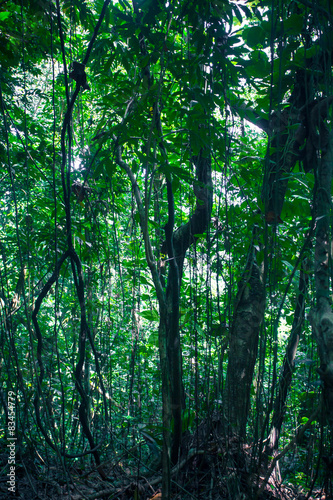 Plakat natura dżungla karaiby tropikalny