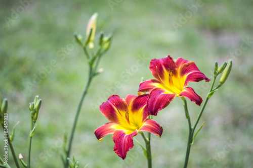 Fotoroleta Red and Yellow Lily