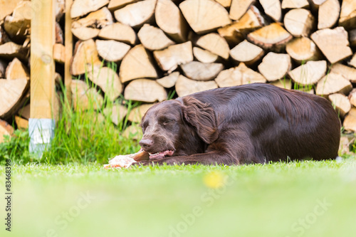 Obraz na płótnie Pies i drewno