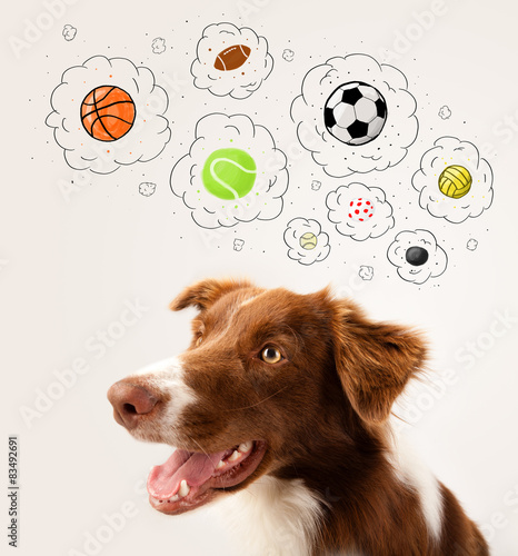 Fotoroleta sport piłka nożna piłka zabawa pies