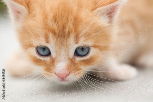 Fototapeta Biało-rudy kociak spogląda