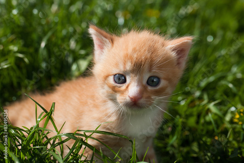Fototapeta Śliczny biało rudy kociak w trawie