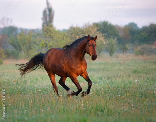 Naklejka jeździectwo ogier koń klacz zwierzę