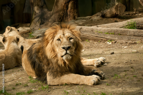 Fototapeta zwierzę lew natura