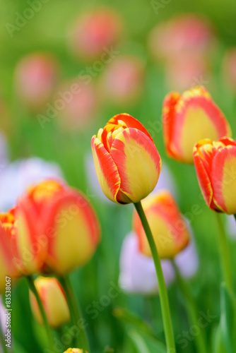 Plakat lato natura pole tulipan kwiat