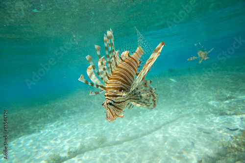 Naklejka morze wzór piękny podwodne