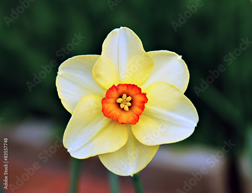 Naklejka Narcissus flower in the garden