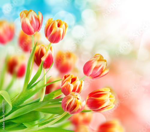 Fotoroleta kwitnący tulipan roślina miłość bukiet