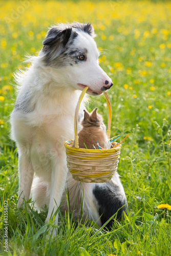 Fototapeta Pies z królikiem miniaturowym