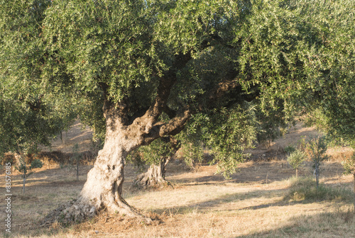 Fotoroleta olej vintage wiejski wieś drzewa