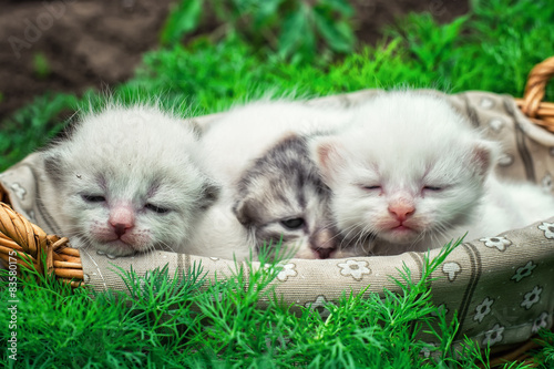 Fototapeta Śpiące kocięta w koszyku