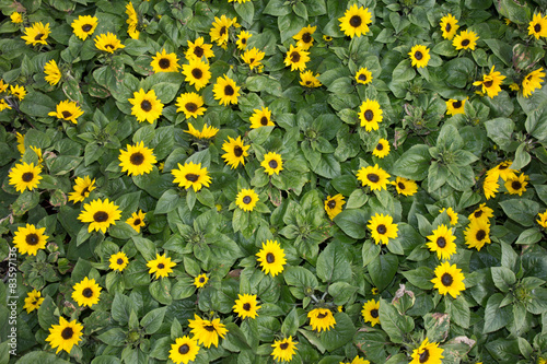 Fototapeta background made of beautiful yellow sunflowers