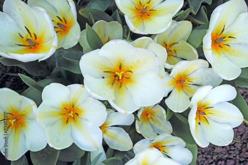Fotoroleta roślina tulipan kwiat