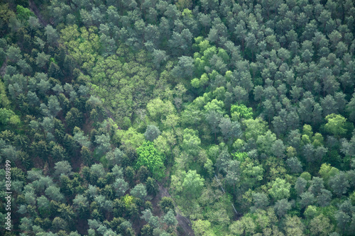 Plakat krajobraz natura świerk las