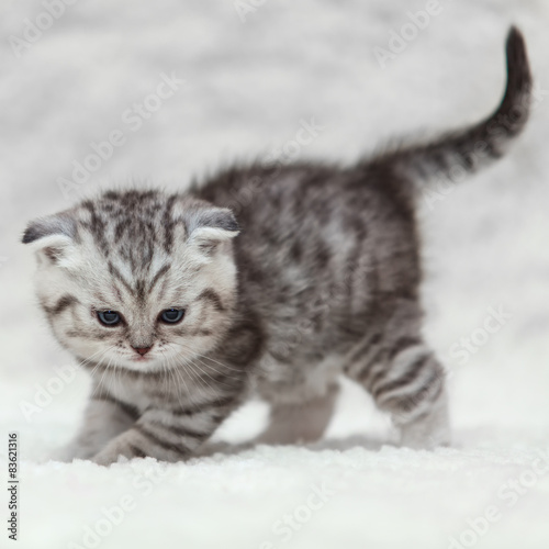 Fototapeta Srebrny kociak na śniegu