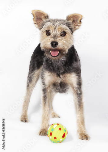 Fototapeta piłka yorkshire pies zwierzę
