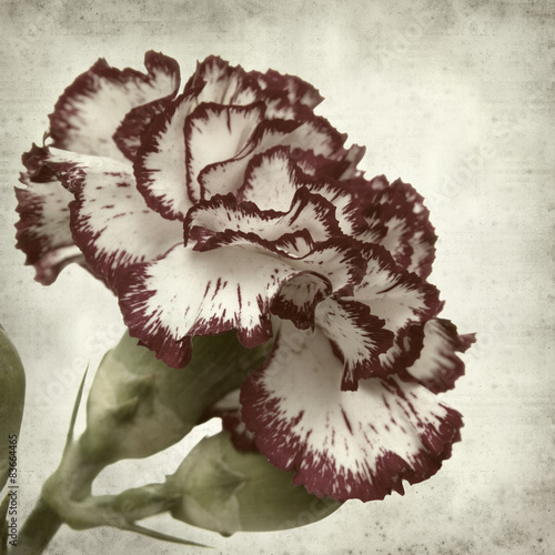 Fototapeta retro natura kwiat roślina stary