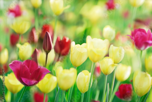 Fotoroleta piękny tulipan lato wiejski