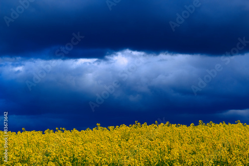 Fototapeta niebo wejście rolnictwo kwiat