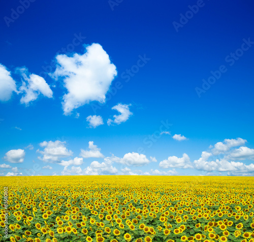 Fotoroleta pejzaż łąka rolnictwo kwiat