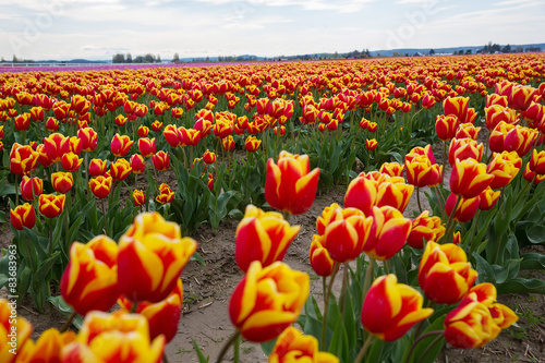 Naklejka bukiet waszyngton tulipan