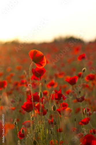 Fotoroleta portret słońce rolnictwo kwiat pole