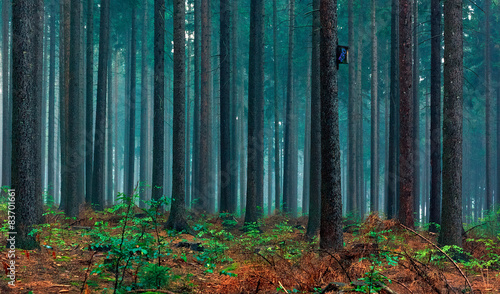 Fototapeta krajobraz przystojny las jesień