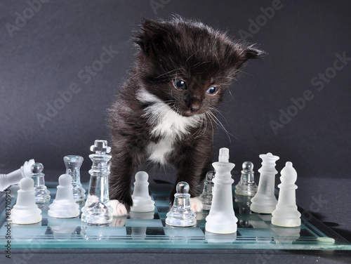 Obraz na płótnie Kot i szachy