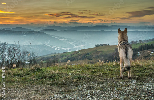 Naklejka krajobraz pies ssak włochy widok