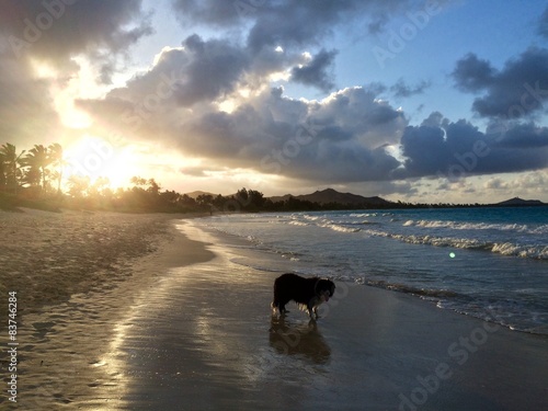 Fotoroleta pies plaża chmura cień zmierzchu