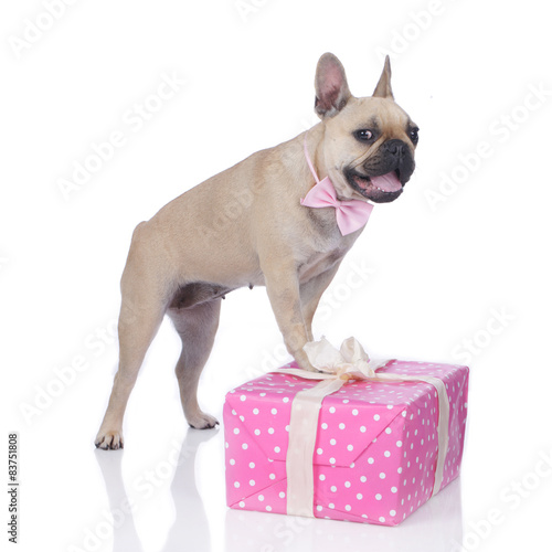 Fototapeta Bulldog na różowo zapakowanym prezentem