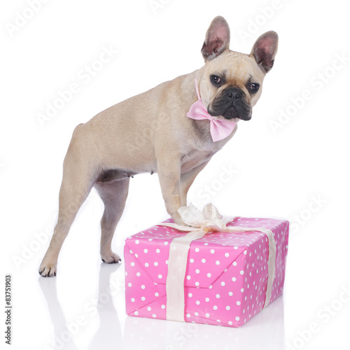 Fotoroleta Bulldog na różowo zapakowanym prezentem
